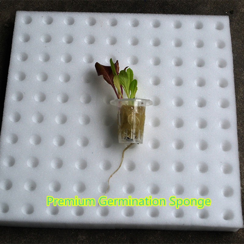 100cubes ฟองน้ํางอกคุณภาพระดับพรีเมียม Hydroponic semai benih hidroponik