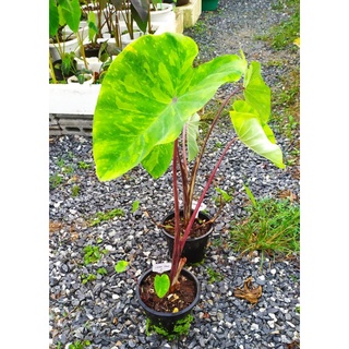 ไซต์Lตั้งแม่ โคโลคาเซียเลม่อนไลม์ เก็กโกะ Lemon lime Colocasia gecko สูง55-70cm. ต้นอวบรากดี