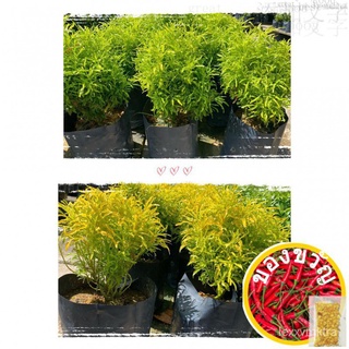 【Live Plant】Euodia cultivar/  Pokok Tong Emas/ หม้อทอง母婴/裙子/香菜/鲜花/苹果/芹菜/生菜/内裤/手链/通心菜/ 9ZLV