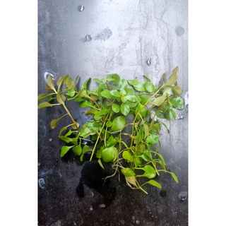 ต้นไม้น้ำ ลัดวิเจีย รีเพน Ludwigia Repens ใบบก ใบน้ำ (5-7 ต้น)