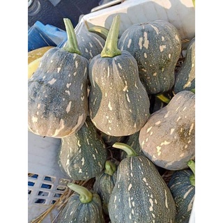 เมล็ดพันธุ์ฟักทองถุงทอง/บรรจุ10เมล็ด/65บาท