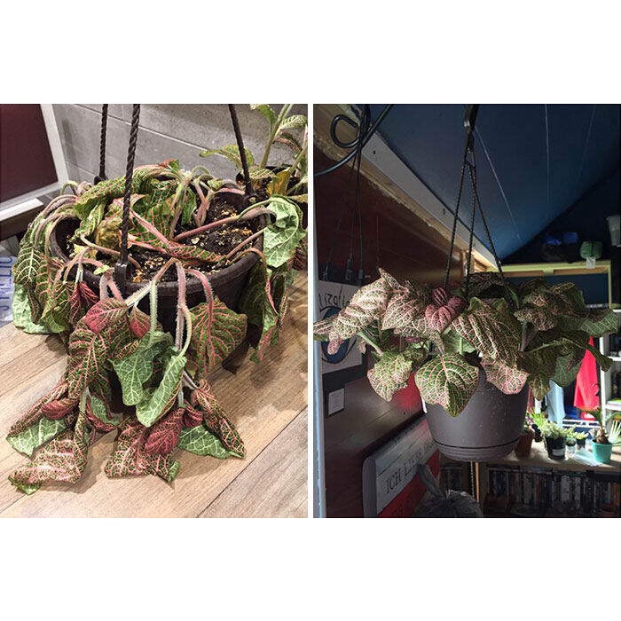 ✨ขายดีมาก🎇ปุ๋ยน้ำ B5 (6 ขวด ) ปุ๋ยบำรุงต้นไม้ ขนาด 40ml. ปุ๋ยต้นไม้ ปุ๋ยแคคตัส ปุ๋ยน้ำทางใบ ปุ๋ยเร่งดอกผล ปุ๋ยน้ำเร่งโต - รูปที่ 2