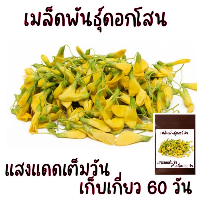 บรรจุ 50 เมล็ด เมล็ดพันธุ์โสนพันธุ์ดอกใหญ่