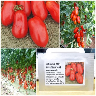 เมล็ดพันธุ์ มะเขือเทศ แซนมาซาโน่ (San Marzano Tomato Seed) บรรจุ 50 เมล็ด คุณภาพดี ราคาถูก ของแท้ 100%