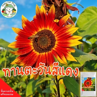 เมล็ดพันธุ์ ทานตะวันสีแดง 40 เมล็ดVelvet Queen Sunflower นำเข้าจากต่างประเทศ ปลูกง่าย ไม่กลายพันธุ์