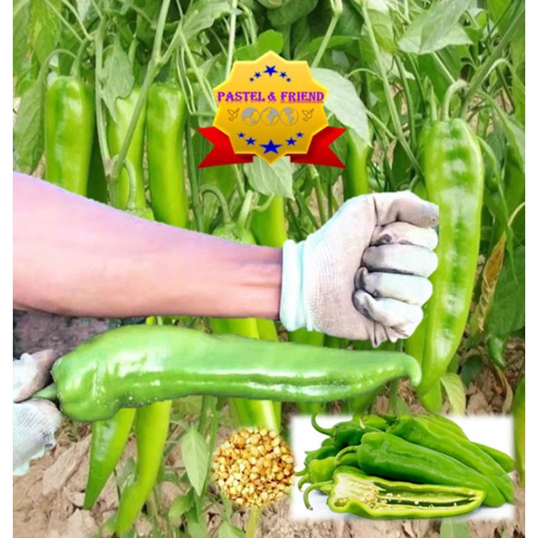 เมล็ดพันธุ์พริกชี้ฟ้าขนาดใหญ่ ผลยาวประมาณ 20 ซม สำหรับปลูก สายพันธุ์นำเข้าจากเซี่ยงไฮ้ประเทศจีน - รูปที่ 3