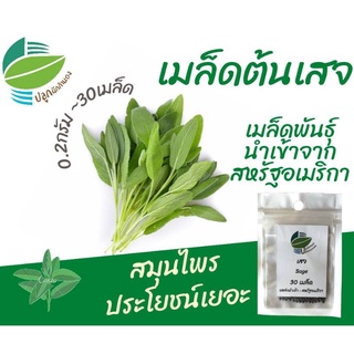 เมล็ดต้นเสจ 30 เมล็ด  นำเข้าจากสหรัฐ​อเมริกา​ #sage