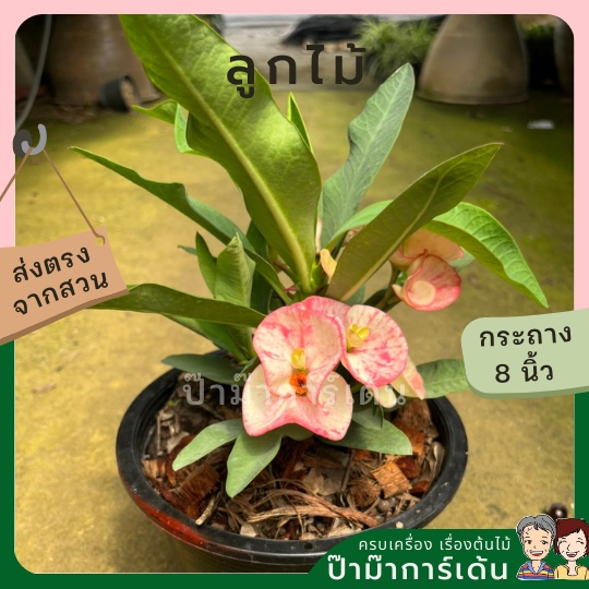 มุมมอง 2