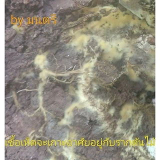 เชื้อเห็ดตับเต่า(เส้นใยบริสุทธิ์)