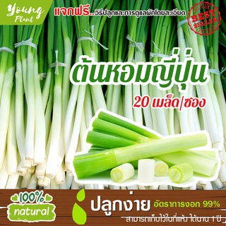 เมล็ดต้นหอมญี่ปุ่น 20เมล็ด อัตราการงอก95% (แถมฟรี!!! เมล็ดผักกวางตุ้ง500 เม็ด)