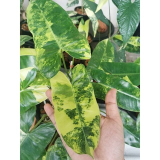 Philodendron burlemarx 14​ ใบใหญ่​ ยอดใหม่อีก 5 ยอดกำลังมา เบอร์เบิ้ลมาร์ค ไม้ด่าง  รากเดินดีมาก  (ส่งแบบตะกร้าไปรษณีย์)