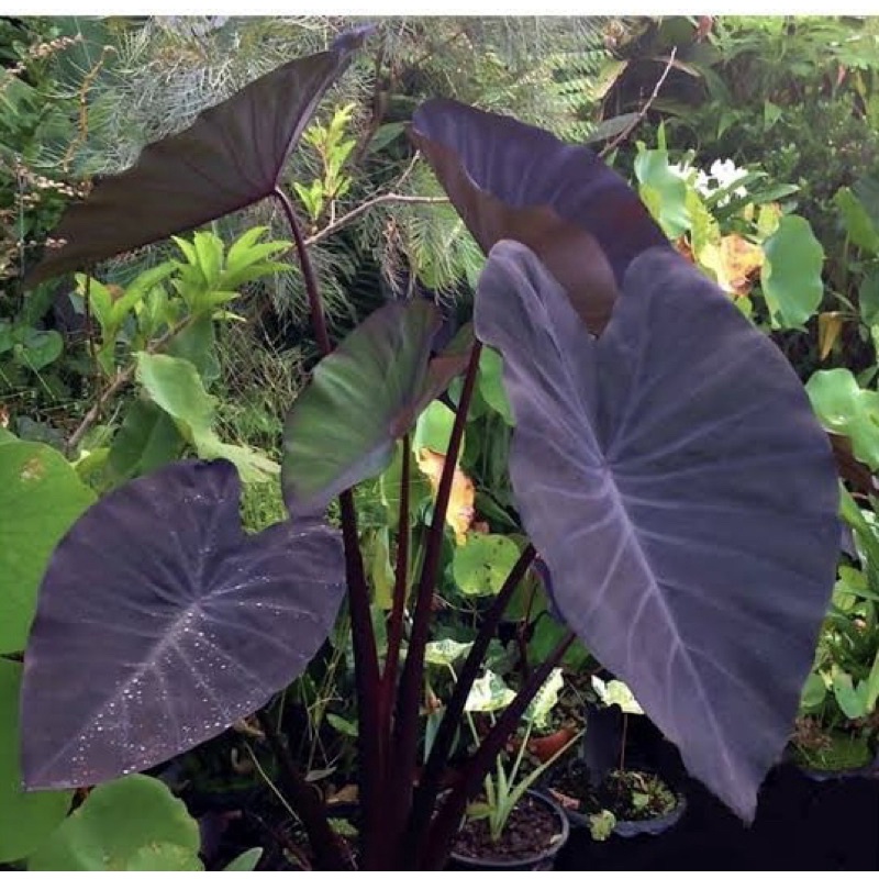 🖤 Colocasia black runner 🖤