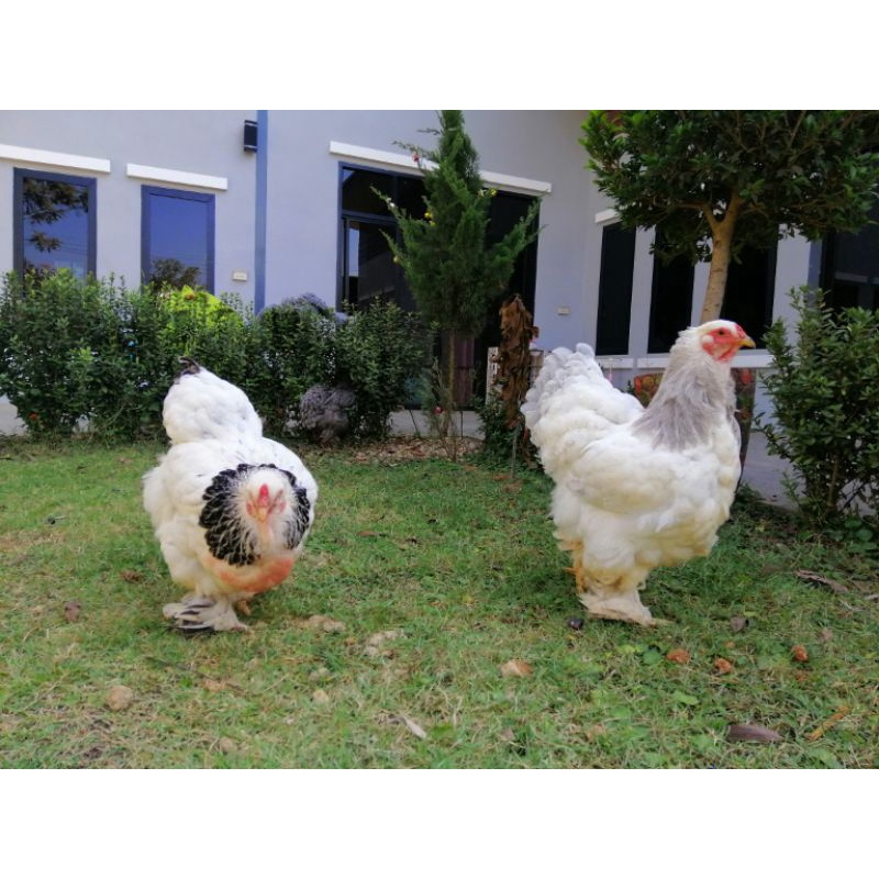 รูปภาพ 6