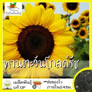 เมล็ดพันธุ์ ชุดดอกทานตะวัน ขายดีที่สุด ปลูกง่าย โตไว ดอกดกสวย พร้อมส่ง ทานตะวันแคระ/โกลด์รัช/ซันโกลด์/ยักษ์แมมมอธ/สีแดง