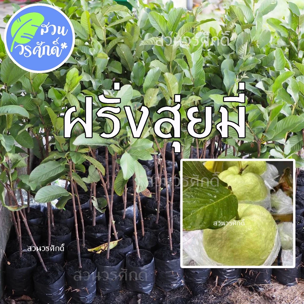ฝรั่งสุ่ยมี่ สายน้ำผึ้งกิ่งตอนชำลงถุง พันธุ์แท้100% หวานกรอบ เมล็ดน้อย