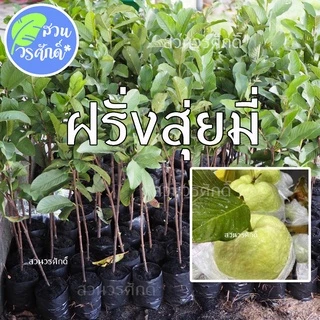 ฝรั่งสุ่ยมี่ สายน้ำผึ้งกิ่งตอนชำลงถุง พันธุ์แท้100% หวานกรอบ เมล็ดน้อย