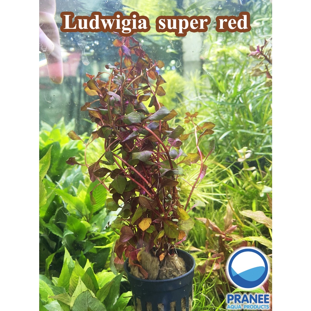Ludwigia super red (ลัดวิเจีย ซูเปอร์เรด) พร้อมปลูกต้นไม้น้ำ *กรุณาอ่านก่อนสั่งซื้อ* ราคา ถูกที่สุด ดีลบีเคเค แกลเลอรีภาพที่ 2