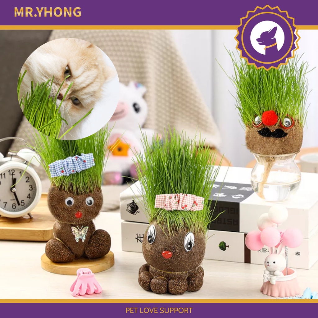 🔥พร้อมส่ง ‼️ ตุ๊กตาหัวหญ้า หญ้าแมว หญ้าปลูกเอง DIY ตุ๊กตาหญ้า Grass Head (Mr. Yhong - Pet shop 🐶)