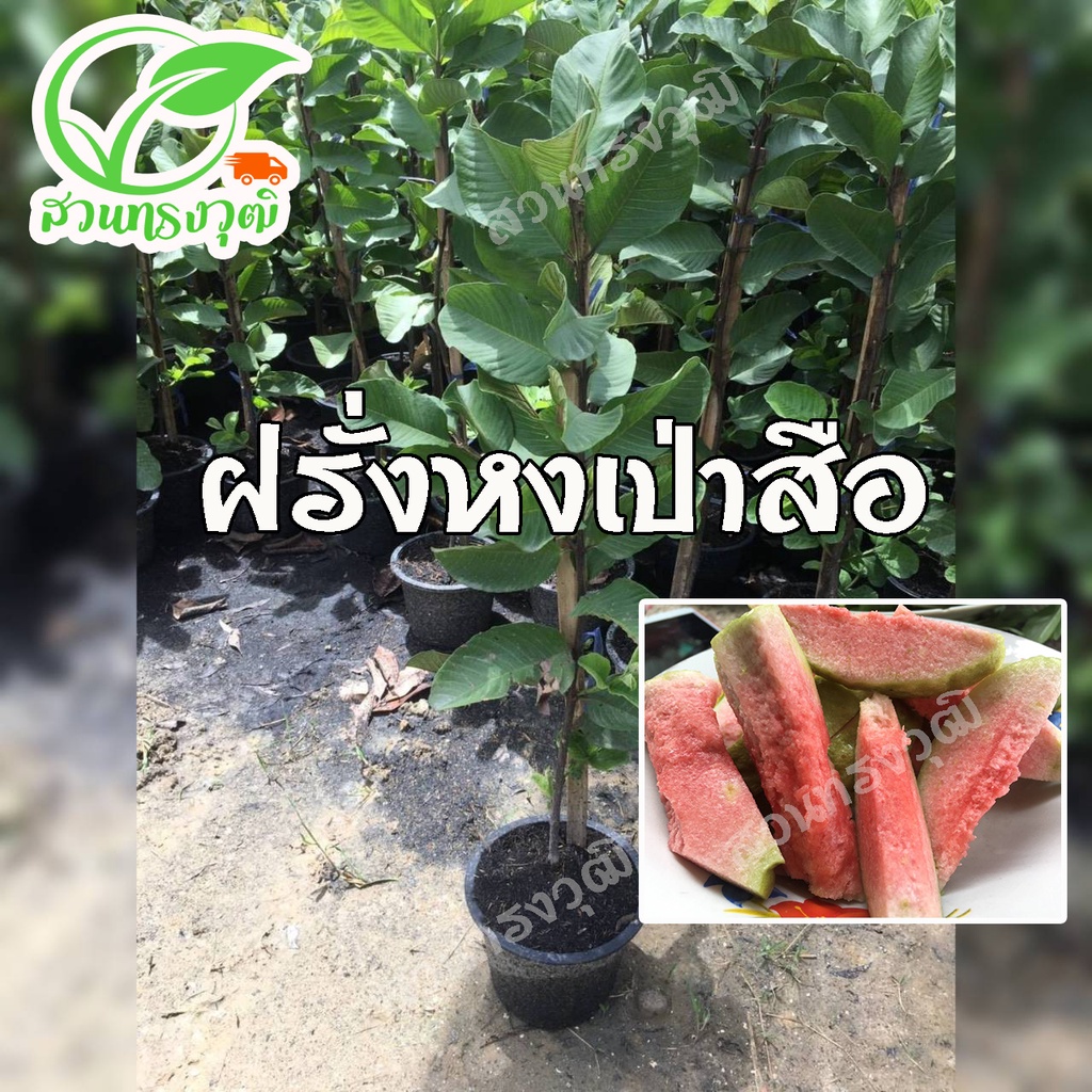 ฝรั่งหงเป่าสือ กิ่งตอนชำลงถุง แท้ %