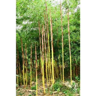 ไผ่โมโซลำเดี่ยวจีน ไผ่ลำเดี่ยวสีทอง Phyllostachys lithophila พร้อมส่ง