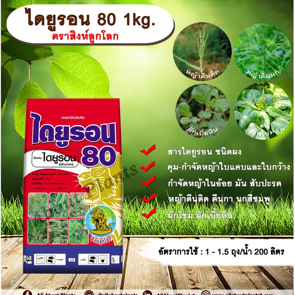 ไดยูรอน 80 1kg. ตราสิงห์ลูกโลก / ตราเอ็มซีลูกโลก ไดยูรอน สารคุมและกำจัดวัชพืชใบแคบและใบกว้างแบบดูดซึม ชนิดผงในไร่อ้อย