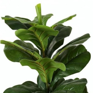 New ต้นไทรใบสัก (fiddle fig leaf)​ สูง 75 CMต้นไม้ประดิษฐ์​ ต้นไม้ปลอม ต้นไทรราคาถูก