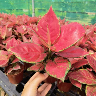 seeds Aglaonema Plants-Eastern50 เมล็ด (ไม่ใช่พืชที่มีชีวิต)