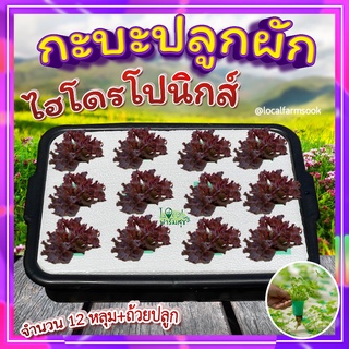 กะบะปลูกผักไฮโดรโปนิกส์ 🍂 ขนาด 12 หลุมพร้อมถ้วยปลูก กระบะปลูกผัก hydroponic