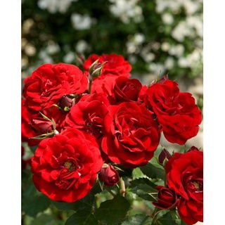 30 เมล็ด เมล็ดพันธุ์ กุหลาบ พันธุ์ กุหลาบพวง Floribunda Rose Seeds สีแดง นำเข้าจากต่างประเทศ จัดส่งพร้อมคู่มือ