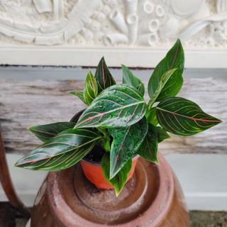 seeds Aglaonema Commutatum Red Vein , Indoor Plant ,Pokok Keladi Hiasan  เมล็ดพันธc50 เมล็ด (ไม่ใช่พืชที่มีชีวิต)