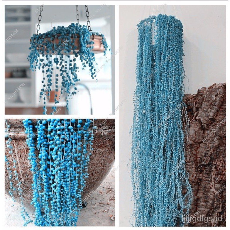 50pcs Rare Blue Spring Grass Succulents SEeDs Plants 50 Pcs / Bag Air