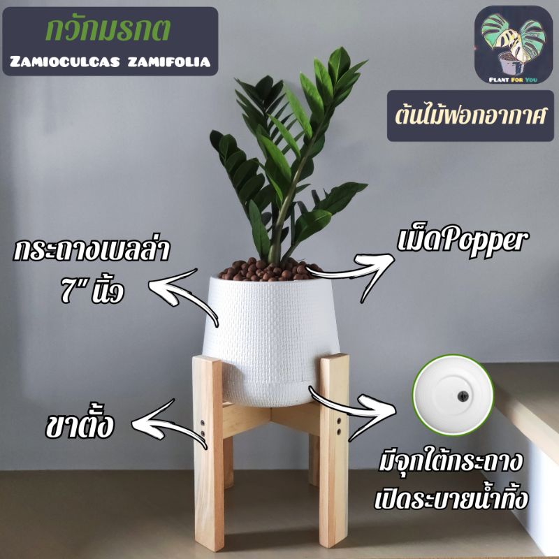 ต้นกวักมรกต (ZZ Plant) 30-35Cm. พร้อมกระถางเลือกแบบได้+เม็ดPopper+ขาตั้ง (ต้นไม้ฟอกอากาศ)