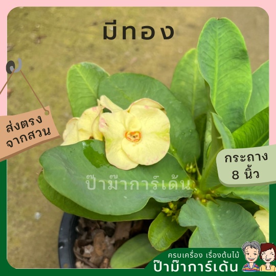 มุมมอง 2