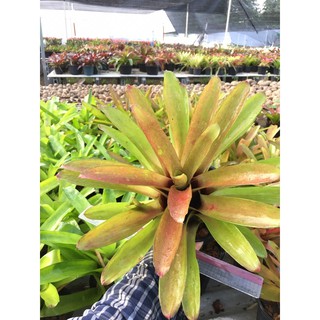 Neo Ultima Non-Var# ต้นสับประรดสี  #bromeliad#ต้นไม้สวยงาม# ไม้ประดับ# ตกแต่งบ้าน#bromeliad# ไม้ประดับ# ไม้มงคล