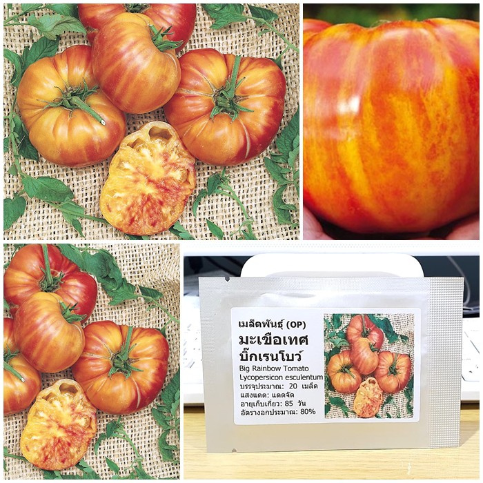 เมล็ดพันธุ์ มะเขือเทศ บิ๊กเรนโบว์ (Big Rainbow Tomato Seed) บรรจุ 20 เมล็ด คุณภาพดี ของแท้ 100%