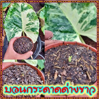 ใหม่!!Alocasia macrorrhizos ชิ้นตา-ไข่บอนกระดาดด่างขาว รื้อจากต้นแม่ด่างแท้ จัดส่งพร้อมกระถาง