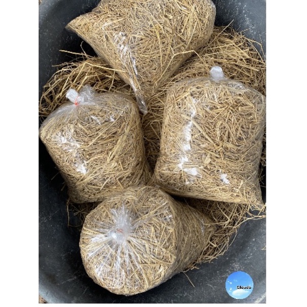 (ฟางข้าวหอมใหม่ ปี69 ต้นเล็ก นาปังนาปี มาแล้ว ) ฟางแห้ง เพาะเห็ดฟาง คลุมหน้าดิน ทำปุ๋ย เลี้ยงสัตว์ ลองพื้นรังนอน รังไข่