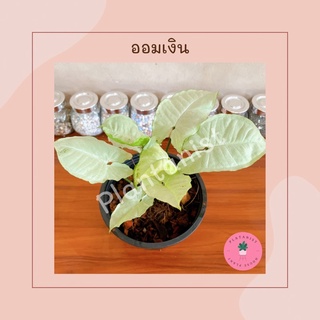 ออมเงิน - Syngonium “Moonlight/Moonshine” ไม้มงคล ช่วยเรื่องเงินทอง ค้าขายร่ำรวย กระถาง6"