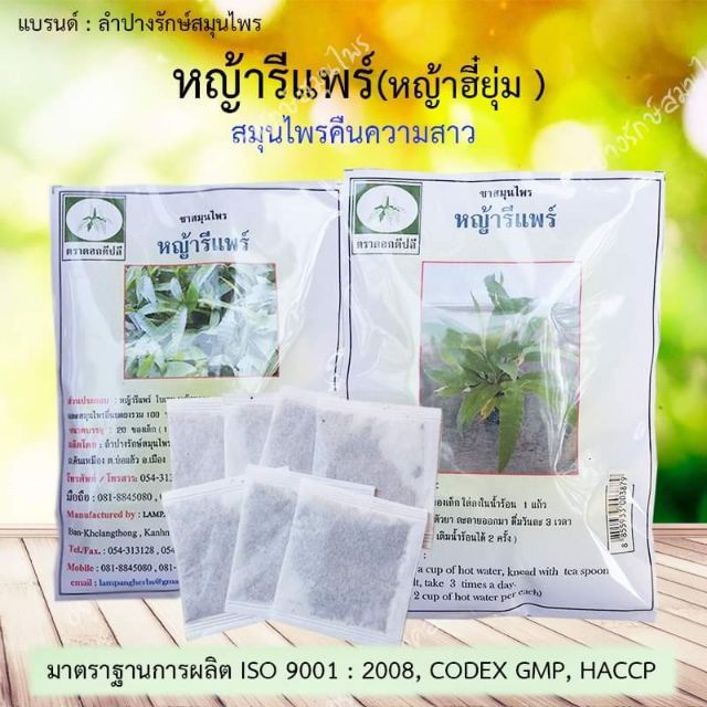 หญ้ารีแพร์ (หญ้าฮี๋ยุ่ม) สมุนไพรคืนความสาว ลำปางรักษ์สมุนไพร