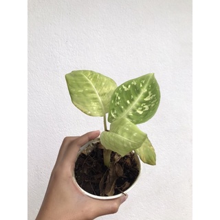 ✅ มีของแถมทุกออเดอร์- Dieffenbachia Reflector -