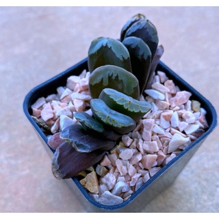 Haworthia truncata hybrid VT-096