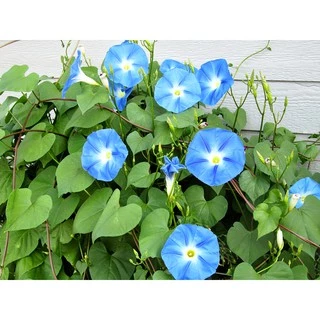 เมล็ดพันธุ์ มอร์นิ่งกลอรี เฮฟเวนรี่บลู (Heavenly Blue Morning Glory Seed) บรรจุ 40 เมล็ด คุณภาพดี ราคาถูก ของแท้ 100%