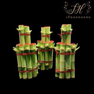 ไผ่กวนอิม ขนาดจิ๋ว ไม้มงคล ไม้ไผ่กวนอิม 2 ชั้น 12 cm LUCKY BAMBOO