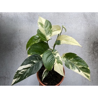 Epipremnum pinnatum variegated อิพิใบด่าง สวย