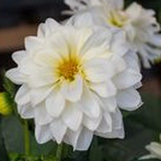 รักเร่ Dahlia สายพันธุ์ White Doitung นำเข้าจากเนเธอร์แลน หัวสดใหม่ 1 หัว/ออเดอร์