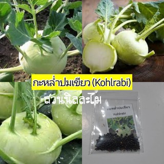 เมล็ดพันธุ์กะหล่ำปมเขียว (Kohlrabi)