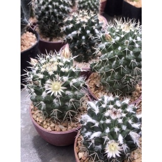 แมมโฉมสกาว Mammillaria Karwinskiana กระบองเพชร แคคตัส