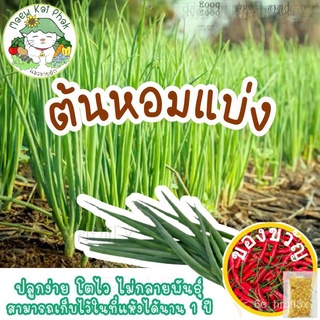 เมล็ดพันธุ์ หอมแบ่ง Welsh Onion seeds บรรจุ 300 เมล็ด เมล็ดพันธุ์นำเข้าแท้ 100% นำไปขยายพันธุ์ต่อได้ ไม่กลายพันธุ์鲜花/木瓜/