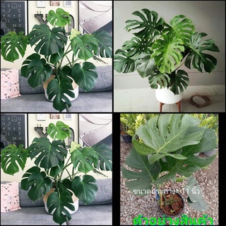 (1ต้น)(ขาย ต้นพันธุ์) ต้น ต้นมอนสเตล่าไจแอ้น มอนสเตร่า มอนสเตอร่า ( Monstera ) มอนไจแอนท์ ( Monstera Giant ) fadel