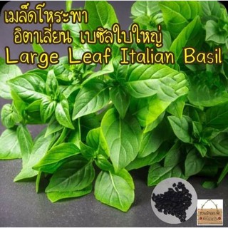 เมล็ดพันธุ์ โหระพาใบใหญ่ อิตาเลี่ยน เบซิลใบใหญ่5เมล็ด Large Leaf Italian Basil เมล็ดแท้นำเข้า